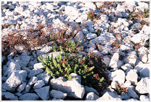 Photo Thierry Cléa'ch Fårö