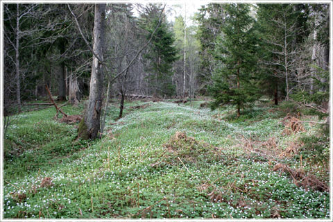 Gotland, Binge slott - foto: Bernt Enderborg