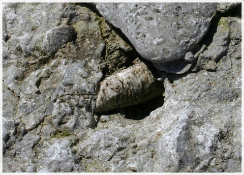 Fossil i Gotlands berggrund