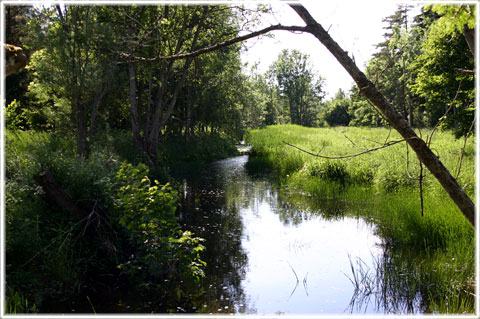 Gotland, Ett litet stycke landskap - foto: Bernt Enderborg