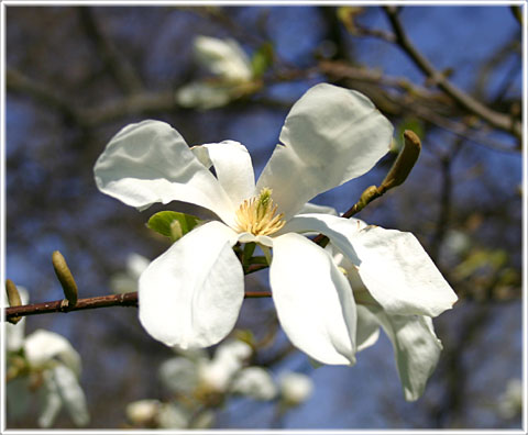 Gotland, Magnolian blommar 30/4-2008 - foto: Bernt Enderborg