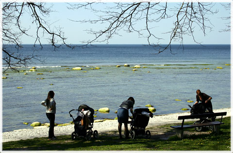 Mammor p Strandpromenaden