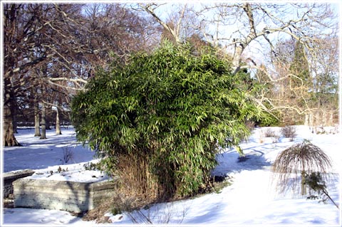 Gotland, Vinter i Visby - foto: Bernt Enderborg