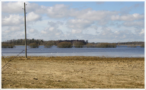 Gotland, Myren i Hejde - foto: Bernt Enderborg