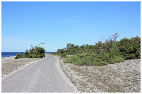 Gotland, Tillbakakammad skog - foto: Bernt Enderborg