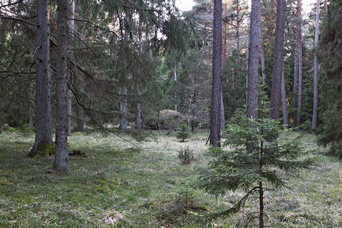 Gotland, Jättekast i Akebäck - foto: Bernt Enderborg