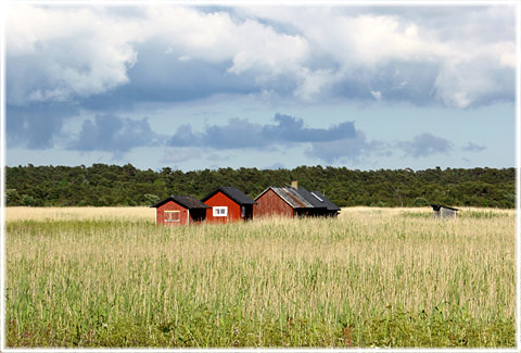 Sandskallen, fiskelge, Silte