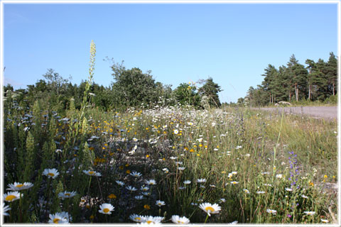 Gotland, Gotlands blommande vägkanter - foto: Bernt Enderborg