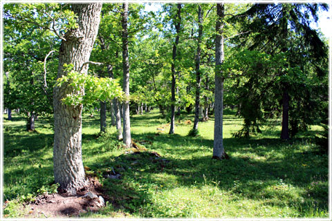 Gotland, Visne ängar - foto: Bernt Enderborg