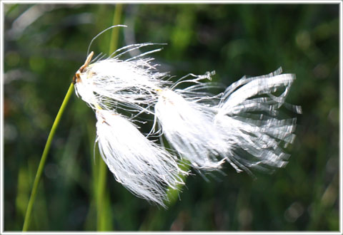 blomster, Kvie kllmyr