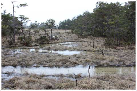 Gotland, Källmyrar på Gotland, källkärr - foto: Bernt Enderborg